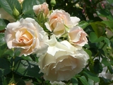 rose2