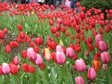 tulip