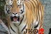 JK�̌�