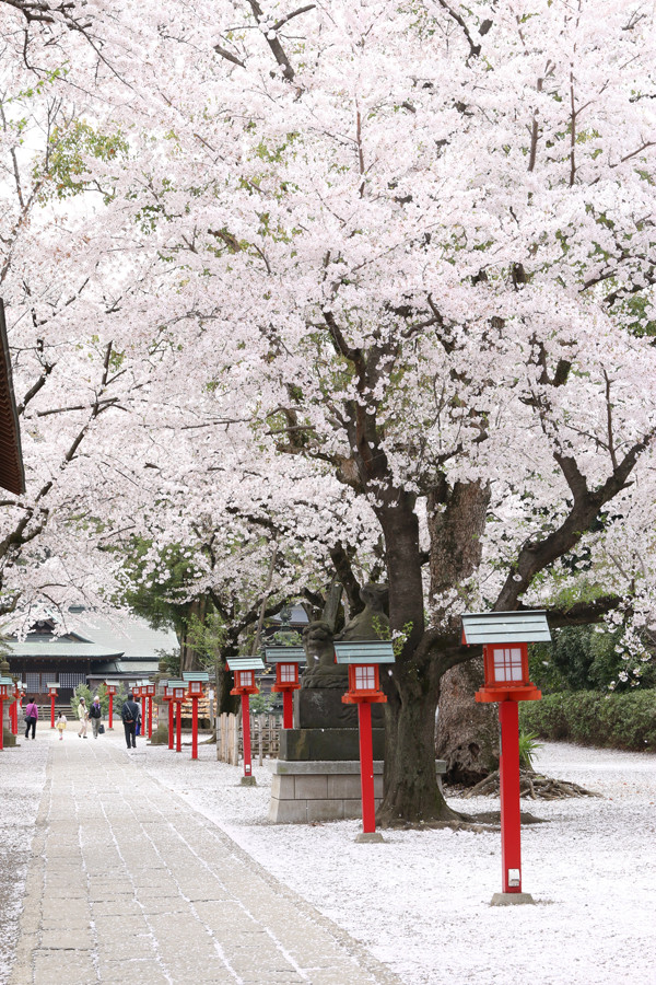 鷲宮神社の桜2015年 18