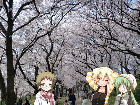 アニ研も花見 幸手権現堂