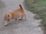 こねこねこのここのねここねこ