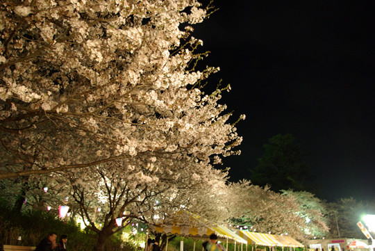 ライトアップされる夜桜