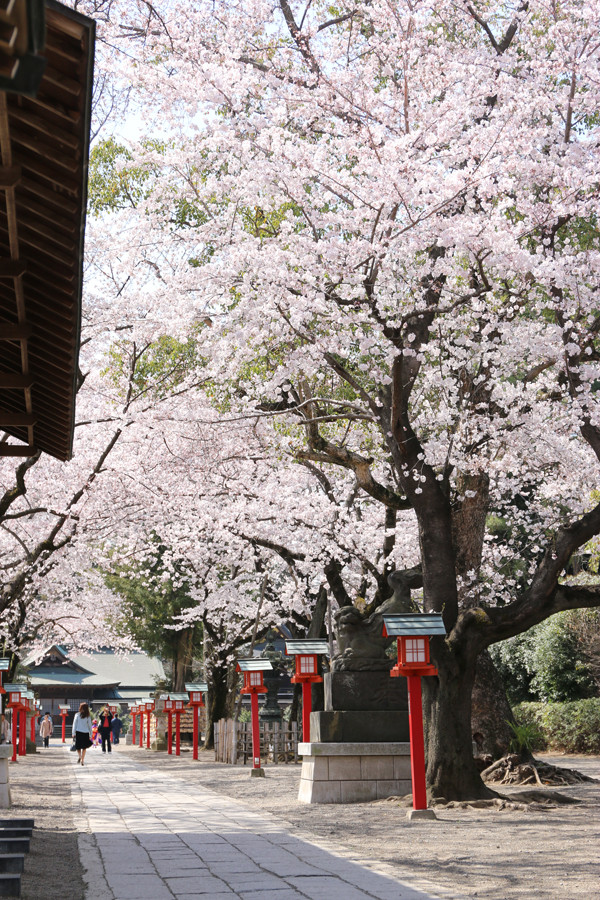 鷲宮神社の桜2015年 02