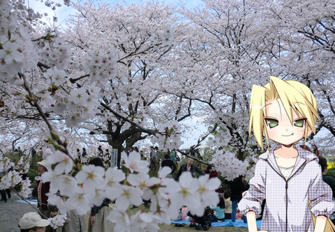 花よりお酒? 幸手権現堂