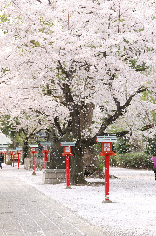 鷲宮神社の桜2015年 19
