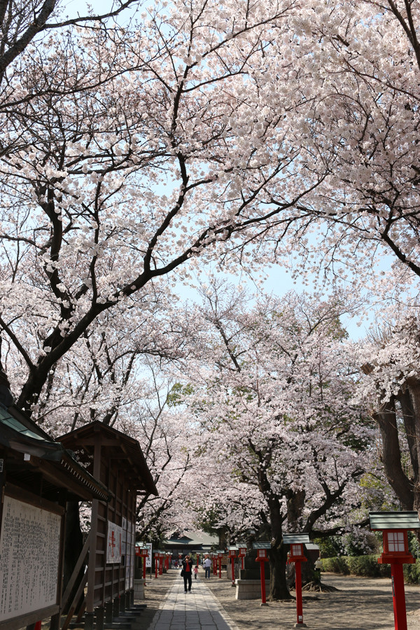 鷲宮神社の桜2015年 07