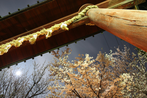 鷲宮神社の桜2015年 09