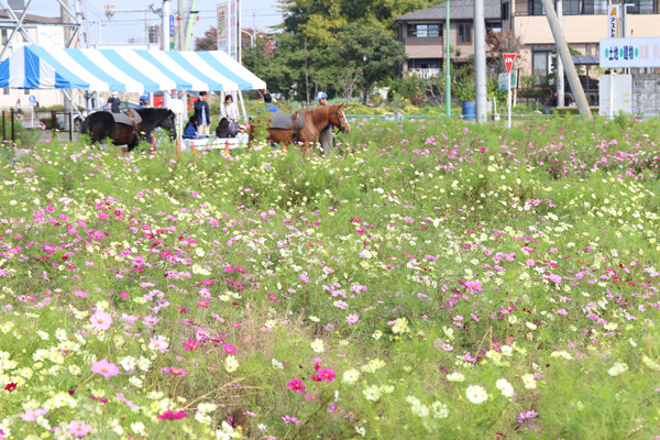 わしのみやコスモスフェスタ2014 コスモスと乗馬