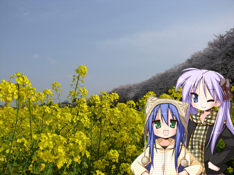 「こなかが」と菜の花 幸手権現堂