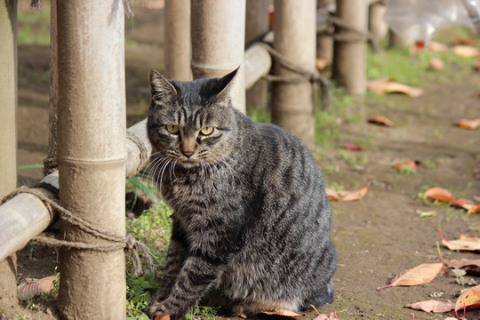 鷲宮神社によく来る猫1