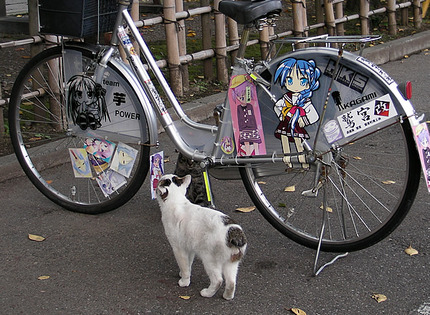 猫が気になってます