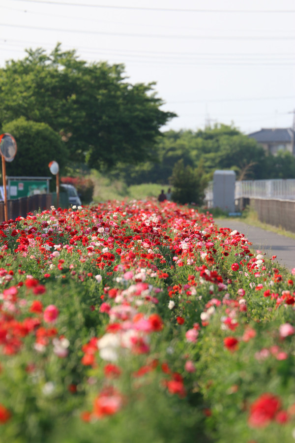 俺芋(俺の植えた芋がこんなに美味いわけがない)3期26