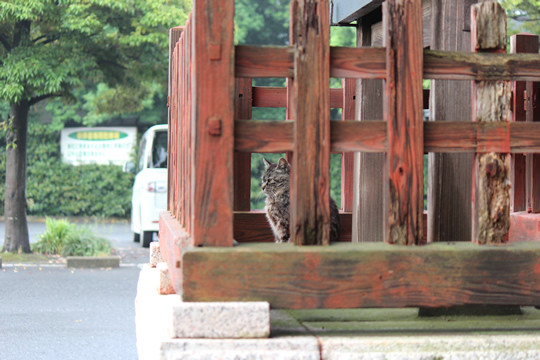 鷲宮神社の猫