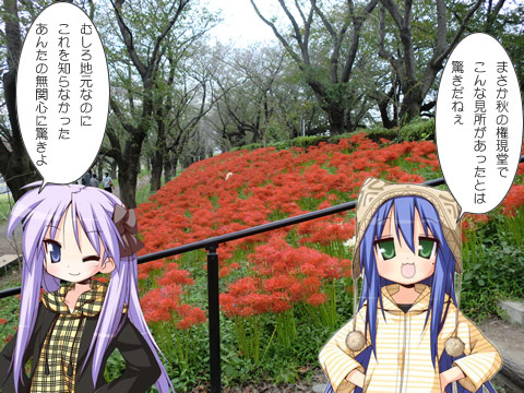 こなたも知らなかった曼珠沙華祭り?
