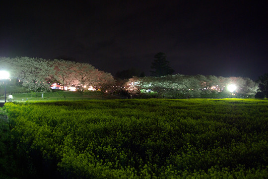 幸手権現堂の夜桜