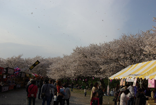 幸手権現堂の桜吹雪