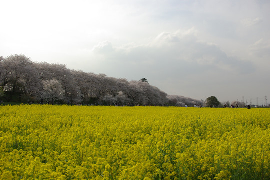 幸手権現堂の桜と菜の花