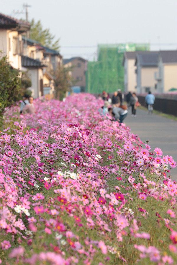 圏央道ウォークフェスタ2015_34