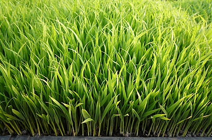 田植えin2010 苗の育ち具合