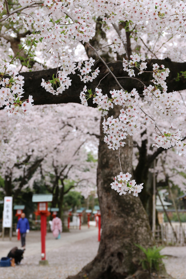 鷲宮神社の桜2015年 14