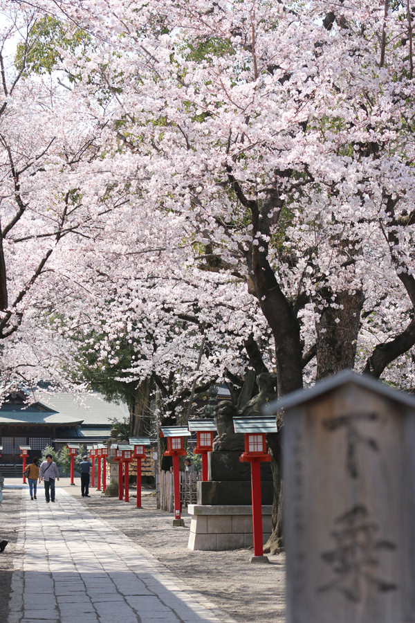 鷲宮神社の桜2015年 05