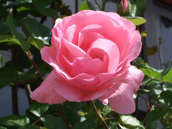薔薇