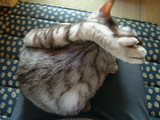 アンジェリカさんの猫