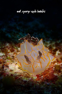 P5232378