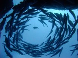 DSCF2687
