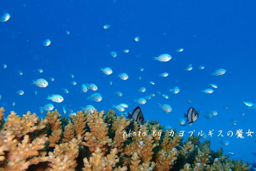 P8260085