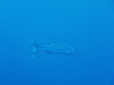 DSCF9305