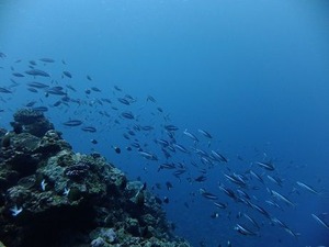 DSCF0454