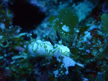 P4131729