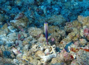 DSCF0378