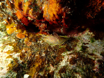 PC090035