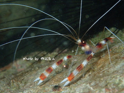 P5291597