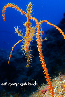 P5272438