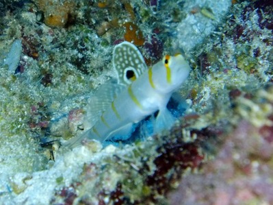 DSCF9954