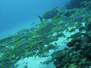 P1020052