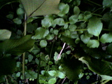 2010021717360000