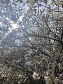 芳賀ブログ