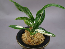 nezu-2