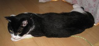 kuu2