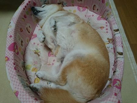 へそ天