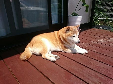 炎天下。大丈夫?キキさん。