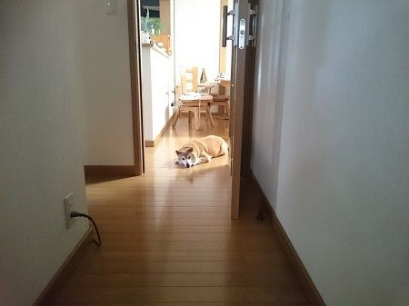 ごろん