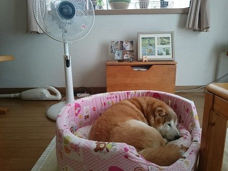 ベッドで寝てる