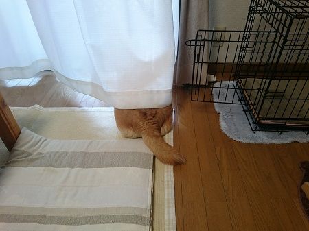 キキのしっぽ