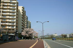 東山道武蔵路と桜-1